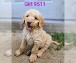 Small Labradoodle
