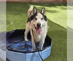 Small Siberian Husky Mix