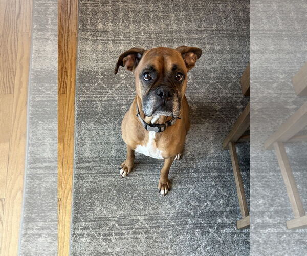 Medium Photo #1 Boxer Puppy For Sale in Woodbury, MN, USA