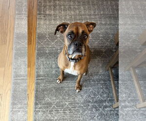 Boxer Dogs for adoption in Woodbury, MN, USA