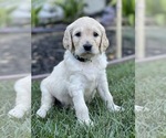 Small Photo #8 Goldendoodle Puppy For Sale in LAGUNA HILLS, CA, USA