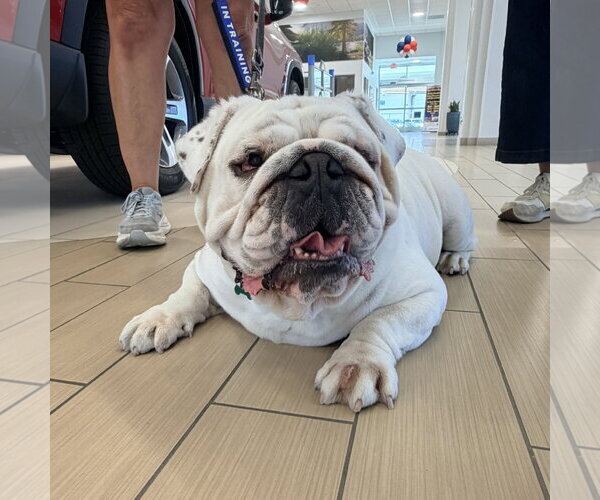 Medium Photo #10 Bulldog Puppy For Sale in San Jose, CA, USA