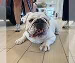 Small #9 Bulldog