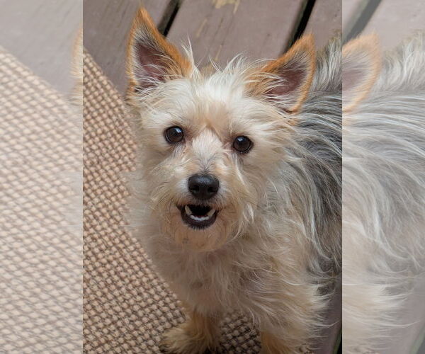 Medium Photo #1 Mutt Puppy For Sale in Greensboro, NC, USA