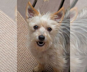 Mutt Dogs for adoption in Greensboro, NC, USA