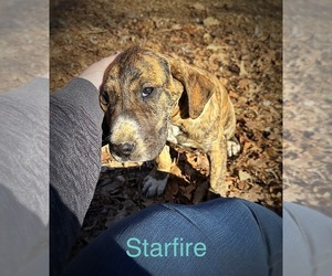 Great Dane Puppy for sale in BERNVILLE, PA, USA