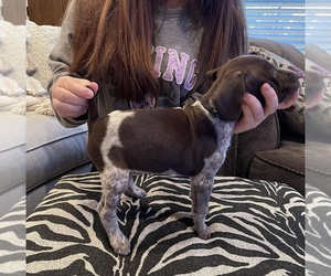 German Shorthaired Pointer Puppy for sale in ELIZABETHTOWN, KY, USA