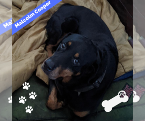 Rottweiler Dogs for adoption in NEW YORK, NY, USA