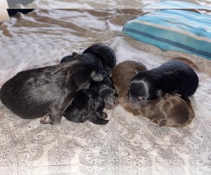 Pomeranian Puppy for sale in LEHIGH ACRES, FL, USA