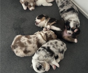 Australian Shepherd Puppy for Sale in ONTARIO, California USA