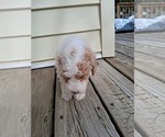 Small Photo #108 Goldendoodle (Miniature) Puppy For Sale in GASTONIA, NC, USA