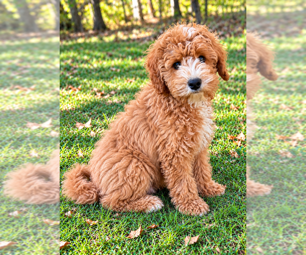 Medium Photo #6 Cavapoo (Miniature) Puppy For Sale in FAIR HAVEN, MI, USA