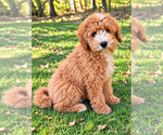 Tate - Male Cavapoo (Miniature) Puppy for Sale - Photo #6