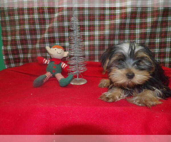 Medium Photo #3 Yorkshire Terrier Puppy For Sale in PATERSON, NJ, USA