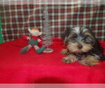 Small Photo #24 Yorkshire Terrier Puppy For Sale in PATERSON, NJ, USA