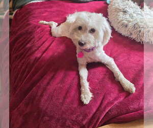 Meadow Rue - Female Maltese-Unknown Mix Dog for Adoption - Photo #5