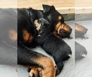 Rottweiler Puppy for sale in ELIZ CITY, NC, USA