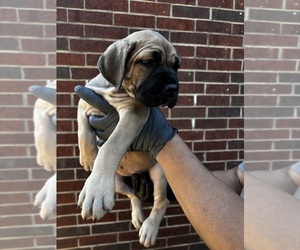 Cane Corso Puppy for sale in ALLEN, TX, USA