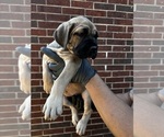 Small Cane Corso