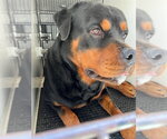 Small Rottweiler Mix