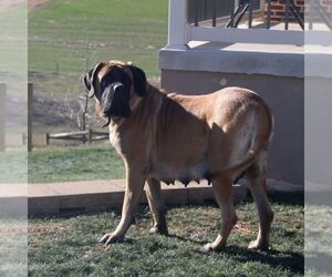 Mother of the Mastiff puppies born on 04/27/2026