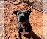 Small Photo #1 American Staffordshire Terrier Puppy For Sale in Kanab, UT, USA