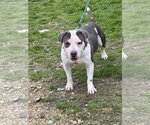 Small #1 American Bulldog Mix