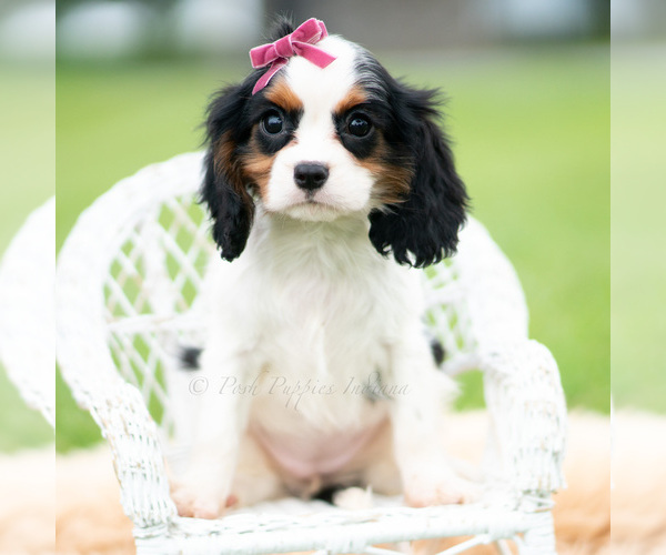 Medium Photo #2 Cavalier King Charles Spaniel Puppy For Sale in WARSAW, IN, USA