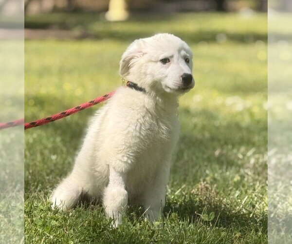 Medium Photo #2 Great Pyrenees Puppy For Sale in Yardley, PA, USA