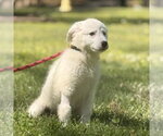 Small #1 Great Pyrenees