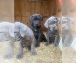Small Photo #5 Cane Corso Puppy For Sale in HOGANSBURG, NY, USA