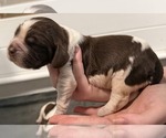 Puppy Phineas English Springer Spaniel