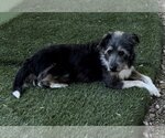 Small #1 Bearded Collie Mix