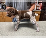 Small Photo #19 German Shorthaired Pointer Puppy For Sale in ALBEMARLE, NC, USA