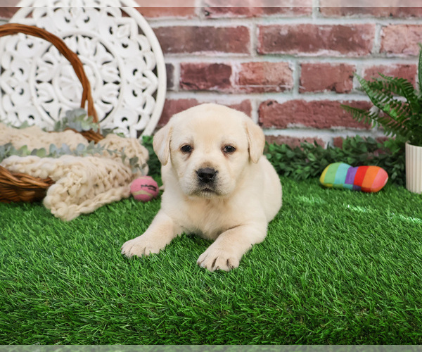 Medium Photo #3 Labrador Retriever Puppy For Sale in SYRACUSE, IN, USA
