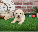 Small #2 Labrador Retriever