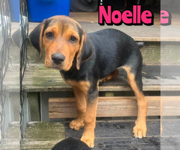Medium Photo #1 Rottweiler-Unknown Mix Puppy For Sale in Woodbury, NY, USA