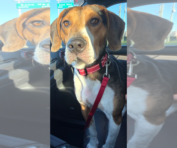 Medium Photo #6 Beagle Puppy For Sale in Dunnellon, FL, USA