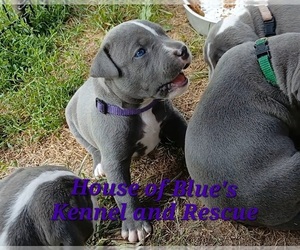 American Pit Bull Terrier Puppy for Sale in DELAWARE, Ohio USA