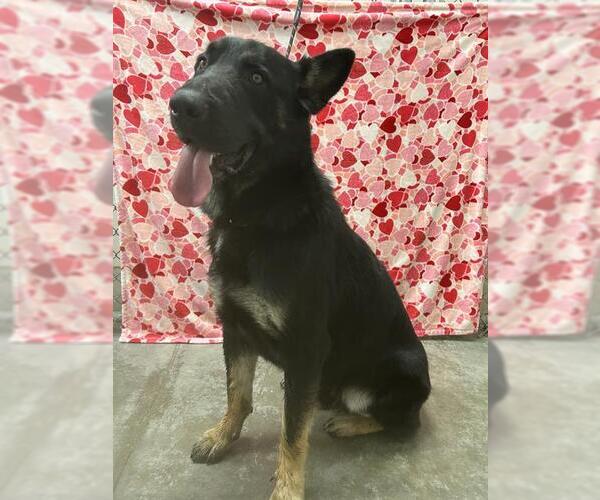 Medium Photo #1 German Shepherd Dog Puppy For Sale in Rosenberg, TX, USA