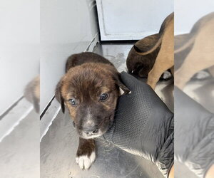 German Shepherd Dog Dogs for adoption in Stockton, CA, USA
