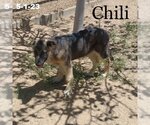 Small Photo #19 German Shepherd Dog-Unknown Mix Puppy For Sale in Apple Valley, CA, USA