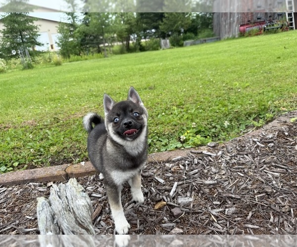Medium Photo #5 Alaskan Klee Kai-Pomsky Mix Puppy For Sale in ATHENS, WI, USA