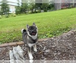 Small #4 Alaskan Klee Kai-Pomsky Mix