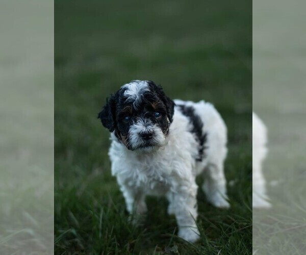 Medium Photo #2 Miniature Bernedoodle Puppy For Sale in SWAIN, NY, USA