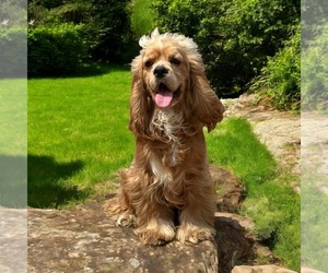 Father of the Cocker Spaniel puppies born on 06/21/2025
