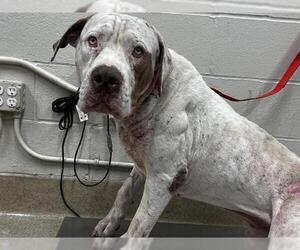 Mastiff-Unknown Mix Dogs for adoption in Grand Prairie, TX, USA