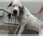 Small Mastiff Mix