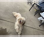 Small #8 Shih Tzu Mix