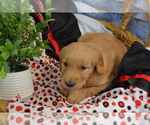 Small #3 Golden Retriever